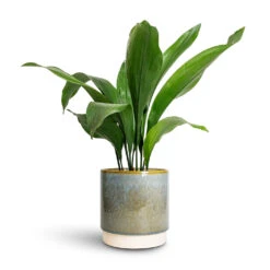 Copenhagen Plant Pot - Aqua 16 Copenhagen Plant Pot - Aqua -Garden Potted Plant Shop Aspidistra Cast Iron Plant 15x60cm Copenhagen Plant Pot Aqua 18.5x19.5cm