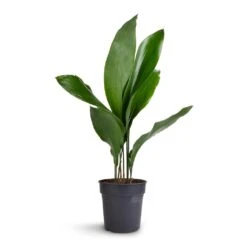 Aspidistra - Cast Iron Plant 24 Aspidistra - Cast Iron Plant -Garden Potted Plant Shop Aspidistra Cast Iron Plant 15x60cm 99aef96f a9bd 424d 852b 74f9dbbdc04a
