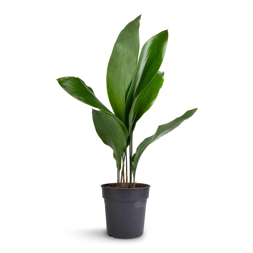 Aspidistra - Cast Iron Plant 5 Aspidistra - Cast Iron Plant - Image 5