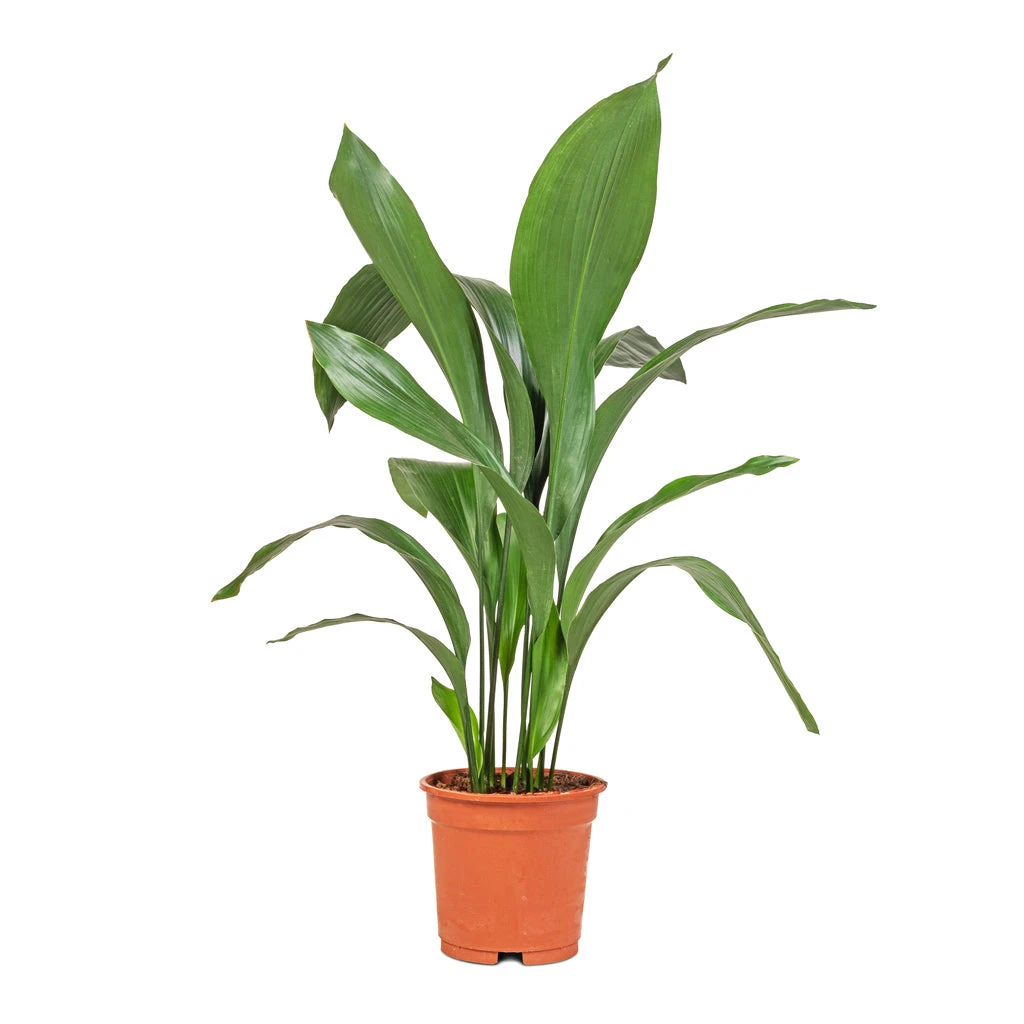 Aspidistra - Cast Iron Plant 11 Aspidistra - Cast Iron Plant - Image 11