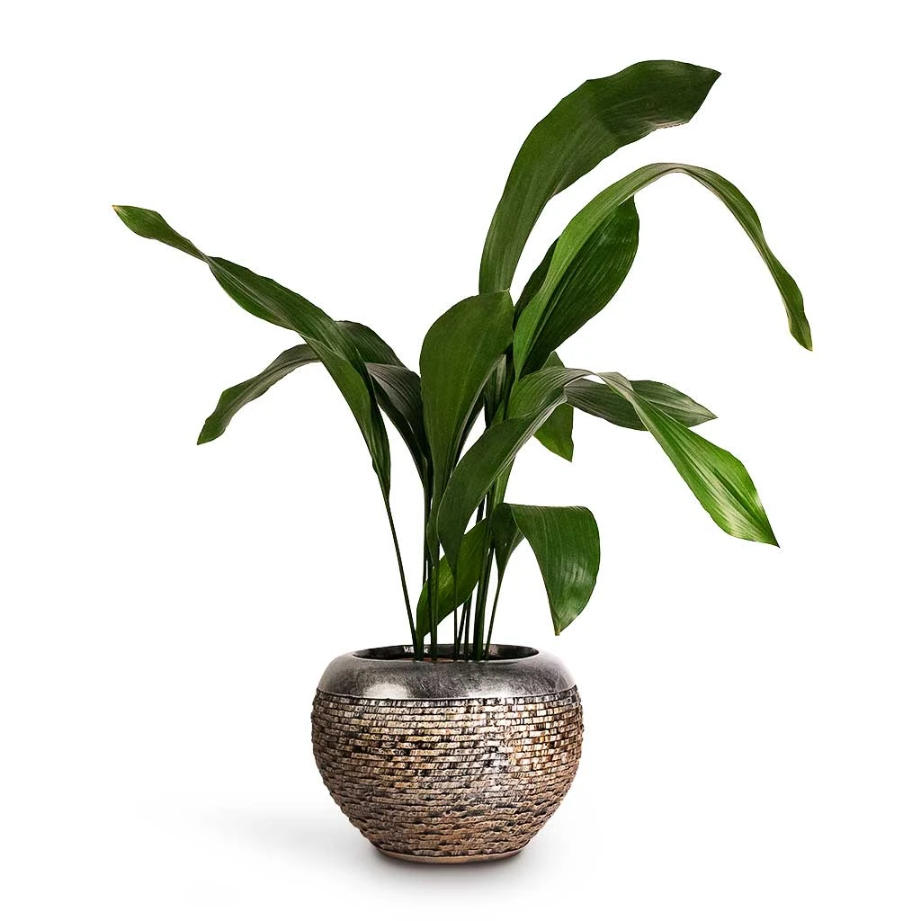Aspidistra - Cast Iron Plant 12 Aspidistra - Cast Iron Plant - Image 12