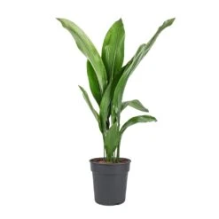 Aspidistra - Cast Iron Plant 27 Aspidistra - Cast Iron Plant -Garden Potted Plant Shop Aspidistra Cast Iron Plant 19x80cm