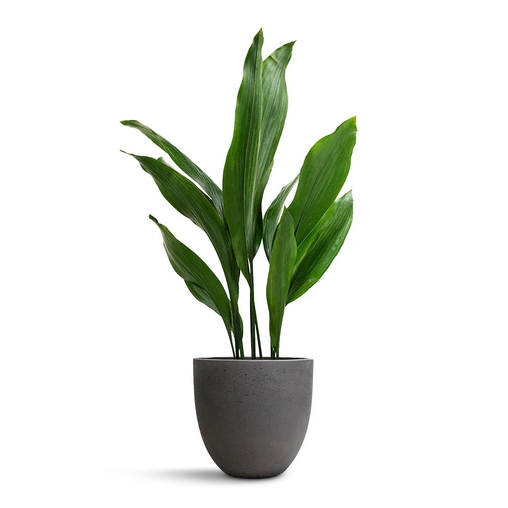 Aspidistra - Cast Iron Plant 16 Aspidistra - Cast Iron Plant - Image 16
