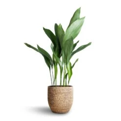 Aspidistra - Cast Iron Plant 38 Aspidistra - Cast Iron Plant -Garden Potted Plant Shop Aspidistra Cast Iron Plant 21x90cm Cas Plant Pot Sahara 25x23cm b9a980d0 8ab9 4868 a962 8d07c25c75fe