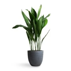 Aspidistra - Cast Iron Plant 36 Aspidistra - Cast Iron Plant -Garden Potted Plant Shop Aspidistra Cast Iron Plant 24x110cm Angle Couple Plant Pot Grey 30x28cm 6aa06c57 69aa 4e4d af04 a78dc3c92abe