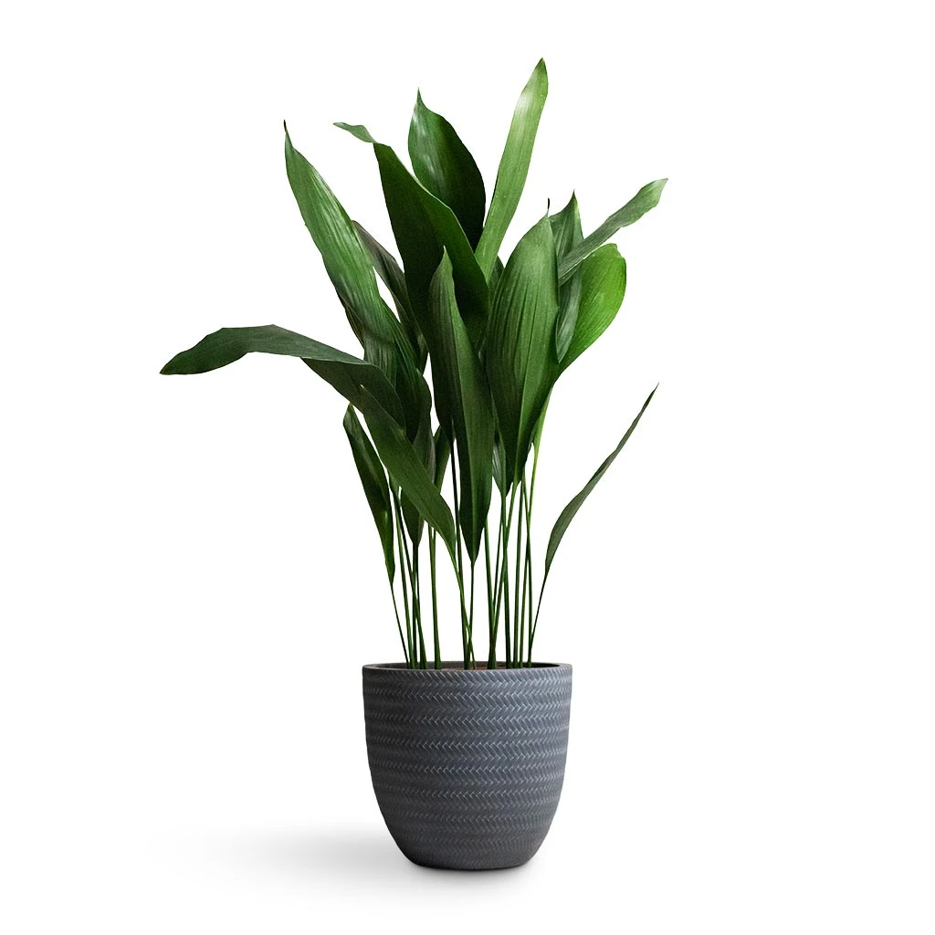 Aspidistra - Cast Iron Plant 17 Aspidistra - Cast Iron Plant - Image 17