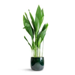 Babet Plant Pot - Pine -Garden Potted Plant Shop Aspidistra Cast Iron Plant 24x110cm Babet Plant Pot Pine 27x23cm 7e7a82c5 86b2 41b4 ad1b 469fe876de35
