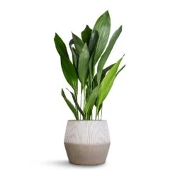 Aspidistra - Cast Iron Plant 37 Aspidistra - Cast Iron Plant -Garden Potted Plant Shop Aspidistra Cast Iron Plant 24x110cm Harley Cement Stone Plant Pot Granite Grey 37x34cm b357b93f 28ad 442a b802 b34516807ecd