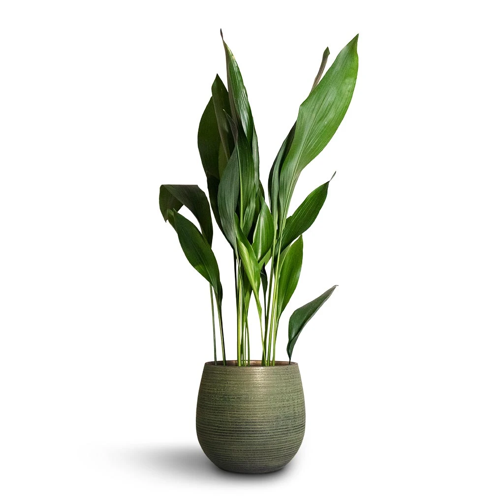 Aspidistra - Cast Iron Plant 10 Aspidistra - Cast Iron Plant - Image 10