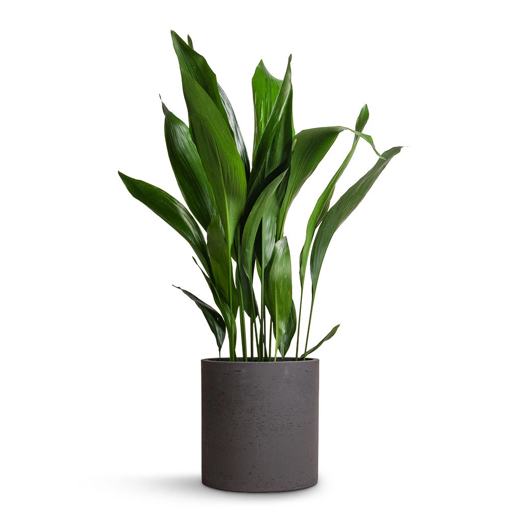 Aspidistra - Cast Iron Plant 14 Aspidistra - Cast Iron Plant - Image 14