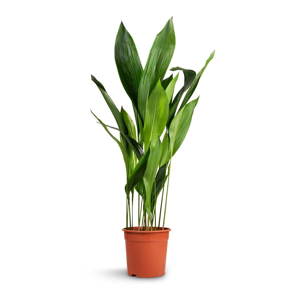 Aspidistra - Cast Iron Plant 15 Aspidistra - Cast Iron Plant - Image 15