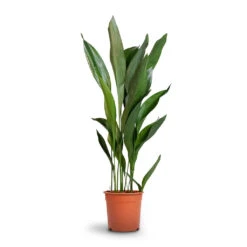 Aspidistra - Cast Iron Plant 32 Aspidistra - Cast Iron Plant -Garden Potted Plant Shop Aspidistra Cast Iron Plant 24x110cm 12d6a488 4f3c 4a98 adc7 228e66c48a6a