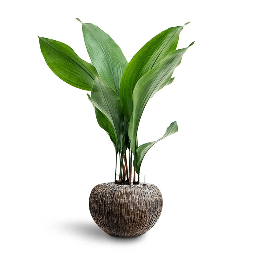 Luxe Lite Waterfall Globe Planter - Bronze 11 Luxe Lite Waterfall Globe Planter - Bronze - Image 11