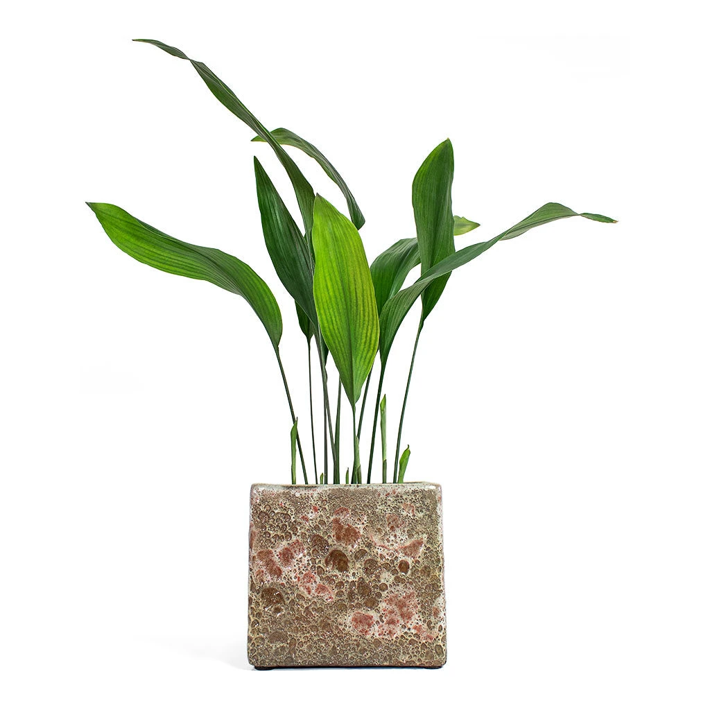 Lava Cube Relic Planter - Pink 3 Lava Cube Relic Planter - Pink - Image 3