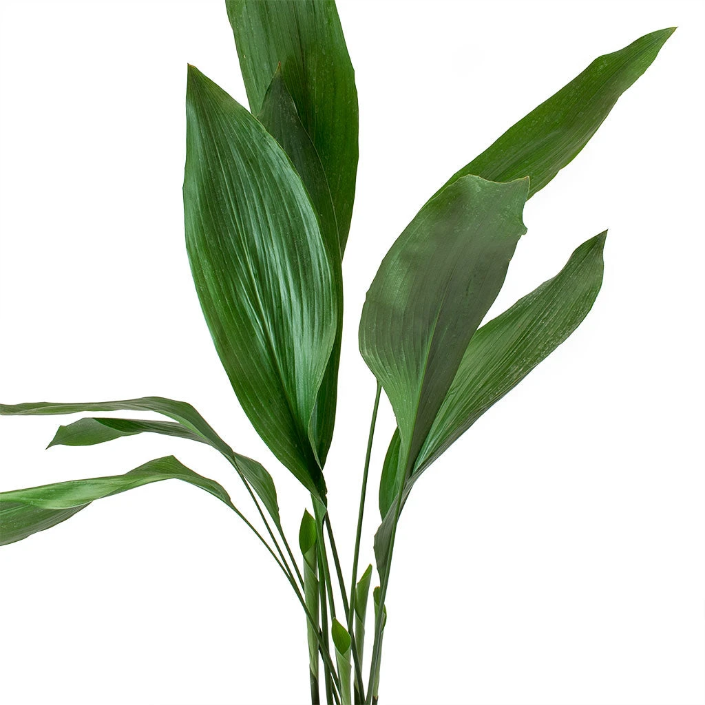 Aspidistra - Cast Iron Plant 6 Aspidistra - Cast Iron Plant - Image 6