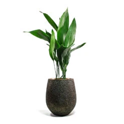 Opus Hit Darcy Planter - Gold -Garden Potted Plant Shop Aspidistra Cast Iron Plant Opus Hit Darcy Planter Gold