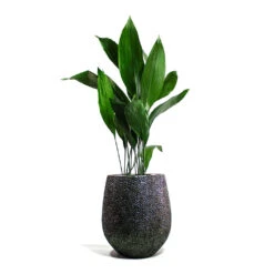 Opus Hit Darcy Planter - Silver -Garden Potted Plant Shop Aspidistra Cast Iron Plant Opus Hit Darcy Planter Silver