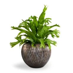 Luxe Lite Comet Globe Planter - Bronze -Garden Potted Plant Shop Asplenium Crissie Amy Bird s Nest Fern 17x50cm Luxe Lite Comet Globe Planter Bronze 28x20cm 1 c3c2ba0c 6673 47ef bd5b c6dd0f84506b