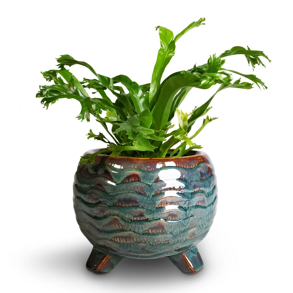 Dewi Plant Pot - Marrakesh 15 Dewi Plant Pot - Marrakesh - Image 15