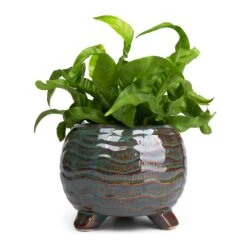 Dewi Plant Pot - Marrakesh 25 Dewi Plant Pot - Marrakesh -Garden Potted Plant Shop Asplenium Hurricane Twisted Bird s Nest Fern 12x20cm Dewi Plant Pot Marrakesh 18x14cm 443aae37 fb49 46e8 907e abbaca503315