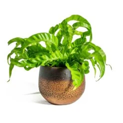 Mya Plant Pot - Shiny Mocha -Garden Potted Plant Shop Asplenium Hurricane Twisted Bird s Nest Fern Mya Plant Pot Shiny Mocha 15cm