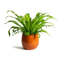 Charlotte Plant Pot - Orange -Garden Potted Plant Shop Asplenium Hurricane Twisted Birds Nest Fern Charlotte Orange Plant Pot f03a254c 400c 432b a603 c15584115784