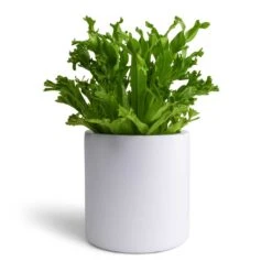 Puk Essentials Planter - Matt White -Garden Potted Plant Shop Asplenium Leslie Crested Birds Nest Fern 12x20cm Puk Planter Matt White 15x15cm aa34af7b 0c01 4501 8871 432fb4441f4a