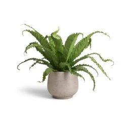 Mini Pixie Plant Pot - Grey Washed -Garden Potted Plant Shop Asplenium Osaka Japanese Bird s Nest Fern 17x50 Mini Pixie Plant Pot Grey Washed 24x20cm 12393f8b 0b21 41a7 af0a 907baeb6f744