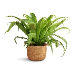 Asplenium Osaka - Japanese Bird's Nest Fern 20 Asplenium Osaka - Japanese Bird's Nest Fern -Garden Potted Plant Shop Asplenium Osaka Japanese Bird s Nest Fern 17x50cm Nelis Plant Basket Natural 23x20cm 31f8e6af 287b 4e52 98d8 3ccd2af6443e