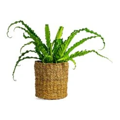 Asplenium Osaka - Japanese Bird's Nest Fern 28 Asplenium Osaka - Japanese Bird's Nest Fern -Garden Potted Plant Shop Asplenium Osaka Japanese Bird s Nest Fern Ido Plant Baskets Set of 5 Natural