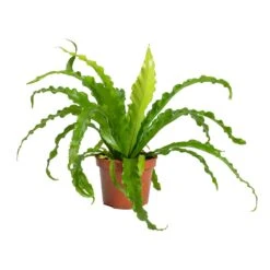 Asplenium Osaka - Japanese Bird's Nest Fern 17 Asplenium Osaka - Japanese Bird's Nest Fern -Garden Potted Plant Shop Asplenium Osaka Japanese Birds Nest Fern 12x25cm