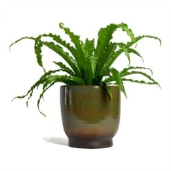 Asplenium Osaka - Japanese Bird's Nest Fern 27 Asplenium Osaka - Japanese Bird's Nest Fern -Garden Potted Plant Shop Asplenium Osaka Japanese Birds Nest Fern 17x50cm Linn Plant Pot Deep Green 25x25cm