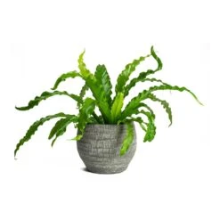 Asplenium Osaka - Japanese Bird's Nest Fern 26 Asplenium Osaka - Japanese Bird's Nest Fern -Garden Potted Plant Shop Asplenium Osaka Japanese Birds Nest Fern Koen Brown Plant Pot