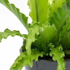 Asplenium Osaka - Japanese Bird's Nest Fern 19 Asplenium Osaka - Japanese Bird's Nest Fern -Garden Potted Plant Shop Asplenium Osaka Japanese Birds Nest Fern Leaves