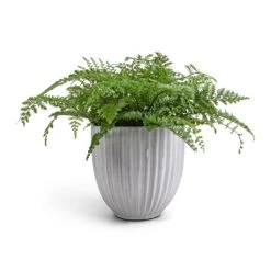 Lagos Plant Pot - Cement -Garden Potted Plant Shop Asplenium Parvati Mother Fern 17x40cm Lagos Plant Pot Cement 20x20cm 5045cd2a a65d 43f5 ac45 a5abee9f0caa