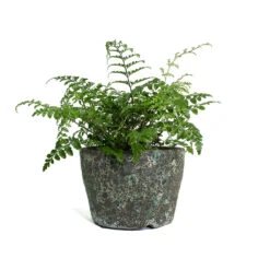 Lava Couple Straight Relic Planter - Jade -Garden Potted Plant Shop Asplenium Parvati Mother Fern Lava Couple Straight Relic Planter Jade