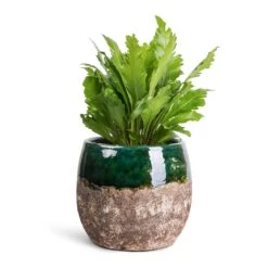 Lindy Plant Pot - Black Green -Garden Potted Plant Shop Asplenium nidus Campio Champion s Bird s Nest Fern 12x30cm Lindy Plant Pot Black Green 19x16cm 7b57800e 1c0f 4e45 8351 f3fb8257b8d7