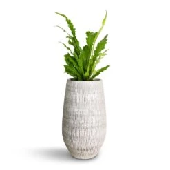 Ryan Plant Vase - White Black -Garden Potted Plant Shop Asplenium nidus Campio Champion s Bird s Nest Fern 12x30cm Ryan Plant Vase White Black 18x30cm c0b96e39 3084 4da9 a4f0 e2439d711e47