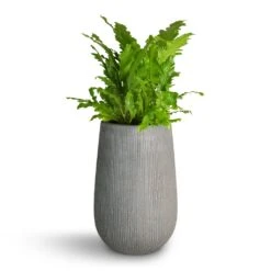 Patt High Plant Vase - Ridged Dark Grey -Garden Potted Plant Shop Asplenium nidus Campio Champion s Bird s Nest Fern 17x40cm Patt High Plant Vase Ridged Dark Grey 29x43cm 7f4238f1 3f2a 481a 87e6 a8f4f846e66c