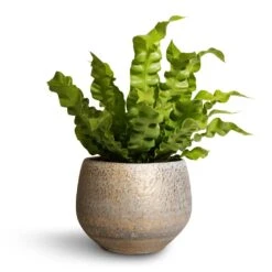 Asplenium Nidus Crispy Wave - Pleated Bird's Nest Fern -Garden Potted Plant Shop Asplenium nidus Crispy Wave Pleated Bird s Nest Fern 12x30cm Noor Plant Pot Metallic Grey 16x13cm 92a61991 0d7f 4326 a7aa ca8fdd9e7e68
