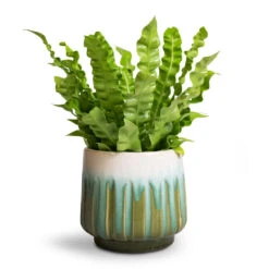 Asplenium Nidus Crispy Wave - Pleated Bird's Nest Fern -Garden Potted Plant Shop Asplenium nidus Crispy Wave Pleated Bird s Nest Fern Alice Plant Pot Ocean