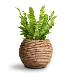 Asplenium Nidus Crispy Wave - Pleated Bird's Nest Fern -Garden Potted Plant Shop Asplenium nidus Crispy Wave Pleated Bird s Nest Fern Lida Plant Basket Natural