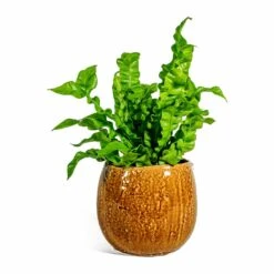 Asplenium Nidus Crispy Wave - Pleated Bird's Nest Fern -Garden Potted Plant Shop Asplenium nidus Crispy Wave Pleated Bird s Nest Fern Mischa Plant Pot Caramel