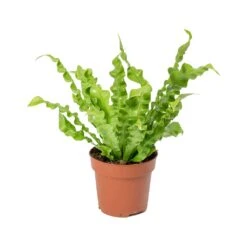 Asplenium Nidus Crispy Wave - Pleated Bird's Nest Fern -Garden Potted Plant Shop Asplenium nidus Crispy Wave Pleated Birds Nest Fern 30cm