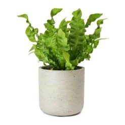 Asplenium Nidus Crispy Wave - Pleated Bird's Nest Fern -Garden Potted Plant Shop Asplenium nidus Crispy Wave Pleated Birds Nest Fern Charlie Grey Plant Pot