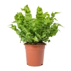 Asplenium Nidus Crispy Wave - Pleated Bird's Nest Fern -Garden Potted Plant Shop Asplenium nidus Crispy Wave Pleated Birds Nest Fern Large