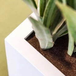 Balcony Planter - Matt White -Garden Potted Plant Shop Balcony Planter Matt White Close Up