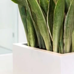 Balcony Planter - Matt White -Garden Potted Plant Shop Balcony Planter Matt White Sansevieria