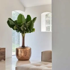 Opus Raw Couple Planter - Gold -Garden Potted Plant Shop Baq Opus Raw Couple Gold 2