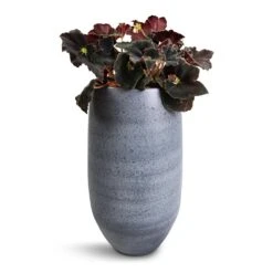 Esra Plant Vase - Mystic Grey -Garden Potted Plant Shop Begonia BD Rex Anne Begonia 12x20cm Esra Plant Vase Graphite 20x35cm